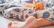 Wiemy dlaczego mruczek śpi w nogach. Kolejna kocia tajemnica została rozwikłana