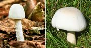 Te dwa grzyby różni tylko jeden szczegół. Uważaj na trujące pieczarki