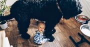 Wiemy czy duży pies nadaje się do bloku. Nie wszyscy będą chcieli wierzyć