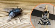 Ten strach na muchy zrobisz z worka i kilku monet. Owady boją się do niego zbliżyć