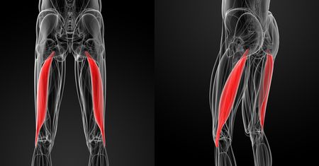 Mięsień dwugłowy uda - anatomia. Ćwiczenia na mięsień dwugłowy uda