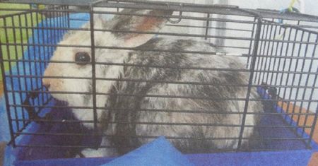 Wyrzuciła królika na śmietnik, bo rzucił ją chłopak
