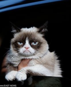 Grumpy Cat nie żyje. Zmarł najpopularniejszy kot na świecie