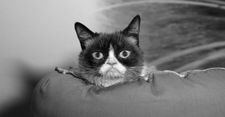 Grumpy Cat nie żyje. Memy z najsłynniejszym kotem internetu znali wszyscy [*]