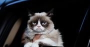 Grumpy Cat nie żyje. Zmarł najpopularniejszy kot na świecie
