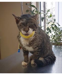 Pamiętacie Misia, który został skatowany przez człowieka? Zdarzył się świąteczny cud