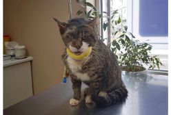 Pamiętacie Misia, który został skatowany przez człowieka? Zdarzył się świąteczny cud