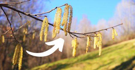 Te kwiaty mają magiczną moc! Zbierz je i wykorzystaj na wiele sposobów