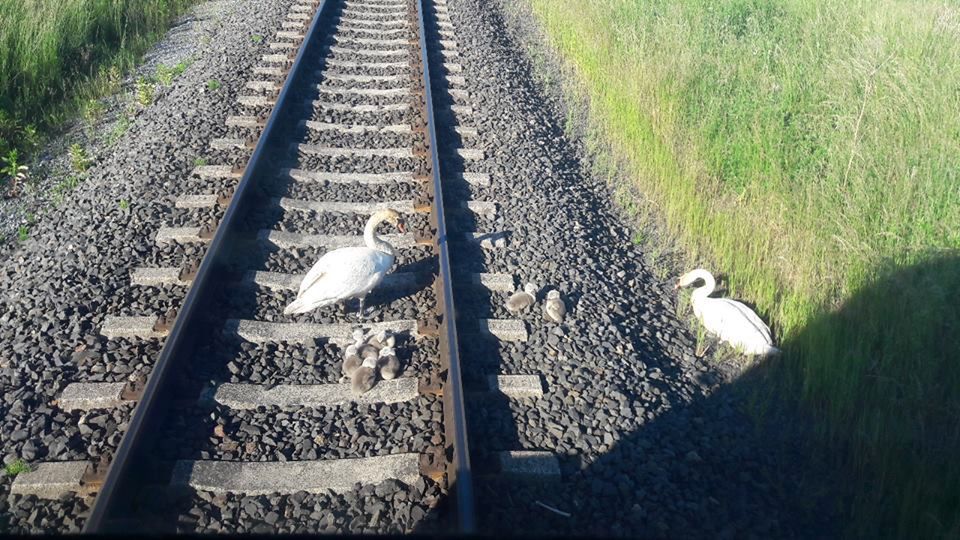 Rodzina łabędzi wstrzymała ruch pociągów. "Tego jeszcze nie grali”