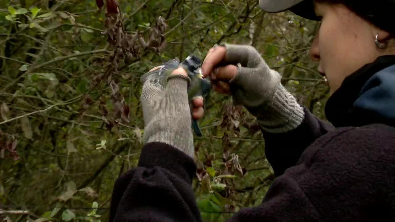 Podlasie: wielka akcja liczenia i obrączkowania ptaków