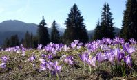 Zdradliwa wiosna w Tatrach