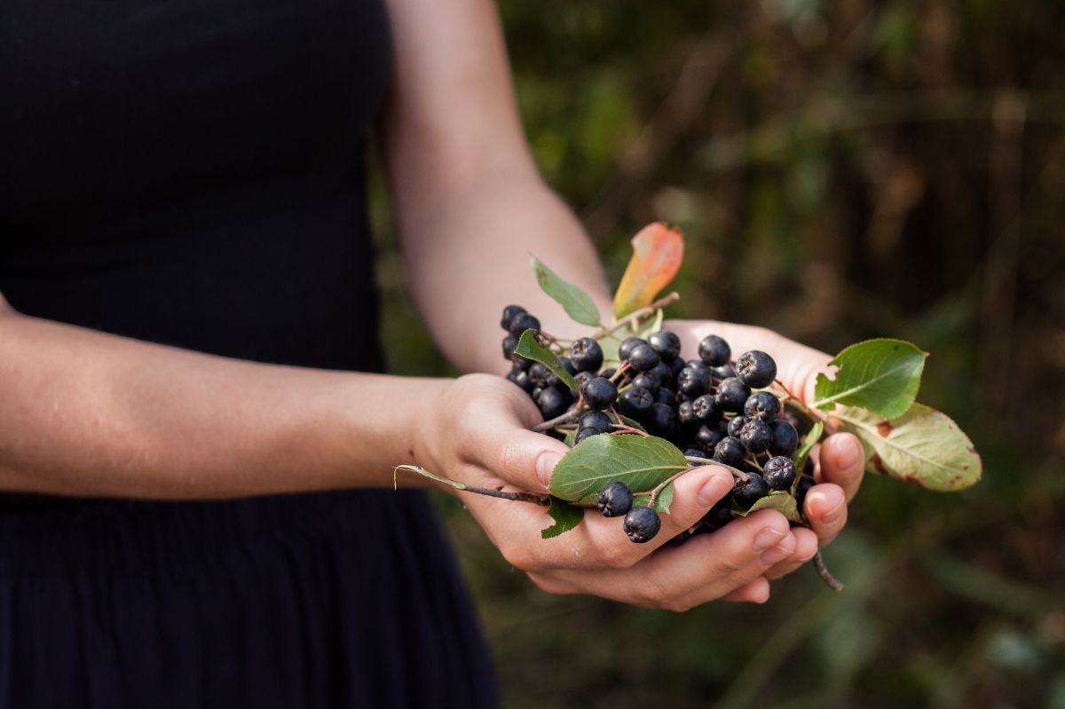 Niepozorne owoce chronią przed rozwojem niektórych nowotworów. Niedługo zaczyna się sezon