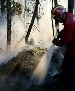 Państwo kieruje bezrobotnych do ochrony lasów