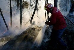 Państwo kieruje bezrobotnych do ochrony lasów