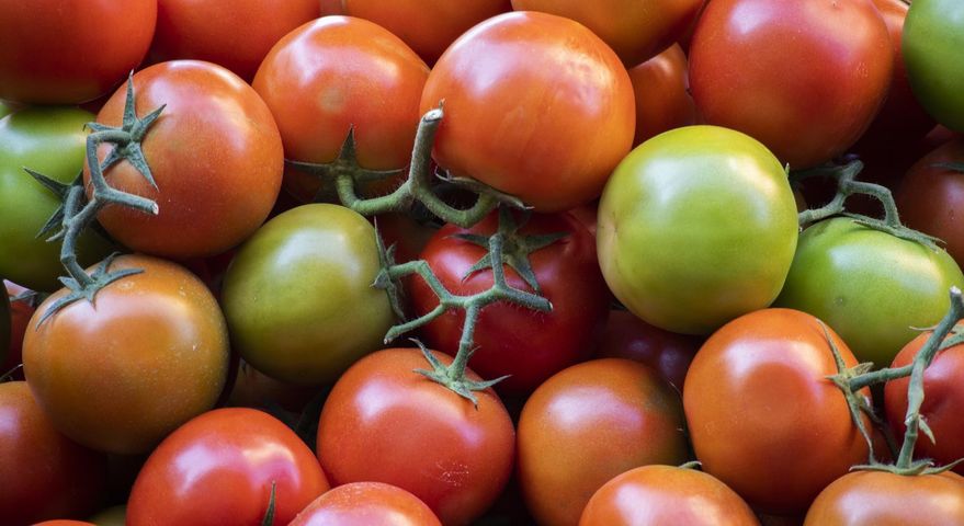 Czy wolno jeść niedojrzałe pomidory?