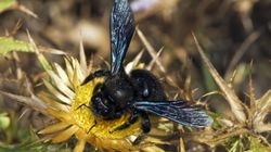 Czarna pszczoła znów w Polsce. Jest groźna? Użądlenie jest bolesne, choć niezwykle rzadkie