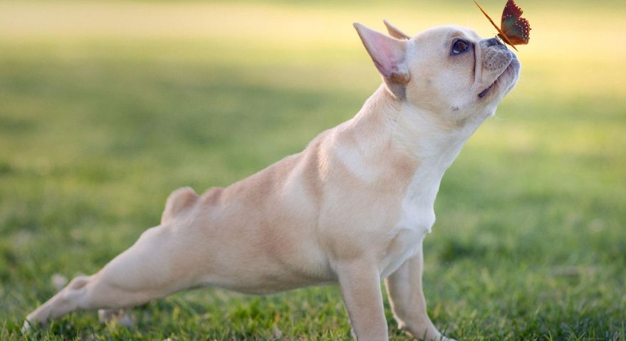 Buldog francuski to jedna z najpopularniejszych ras psów małych