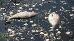 Jakie mogą być skutki zatrucia Odry? "Wiosną będzie najgorzej. Wtórny efekt skażenia wód"