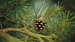 Sosna - odmiany, właściwości, wywar z sosny, olejek sosnowy