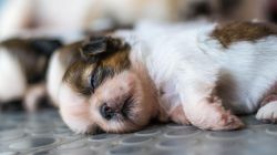 Parwowiroza - charakterystyka, odmiany, objawy, leczenie, jak przeciwdziałać 