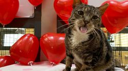 Koty bezdomne, głodne, wyrzucone, skatowane. Bez tych ludzi zostałyby skazane na pewną śmierć. Możemy im pomóc