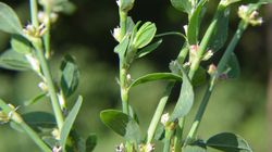 Rdest ptasi - właściwości, stosowanie i środki ostrożności