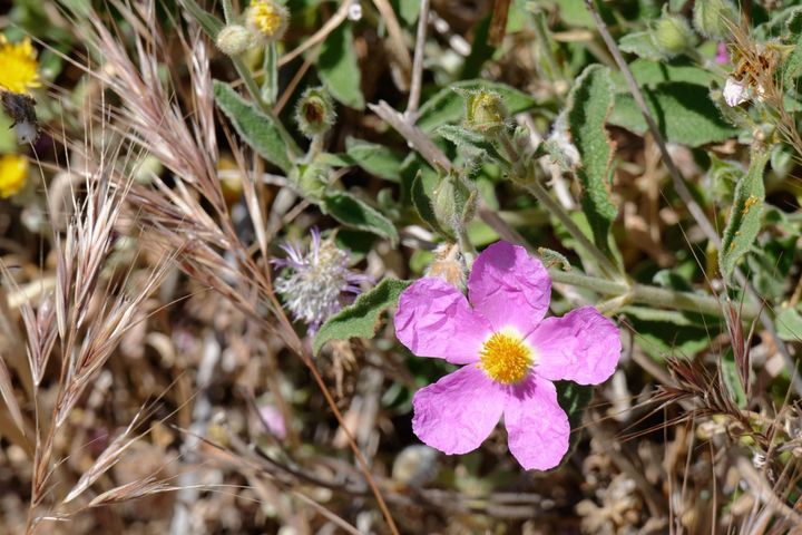 Czystek ma charakterystyczne różowe lub białe kwiaty.