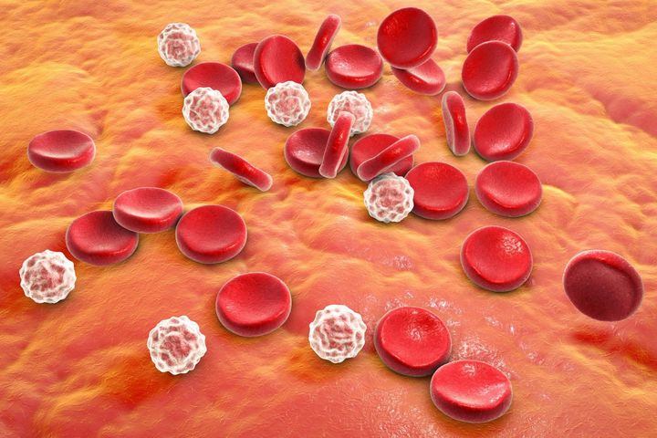 Leukocyty, czyli białe krwinki pełnią wiele funkcji obronnych w organizmie człowieka