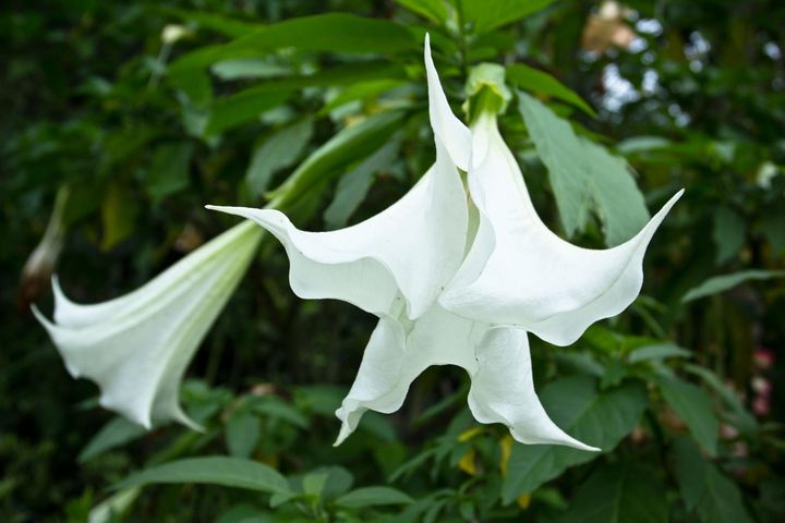 Bieluń dziędzierzawa to popularna roślina balkonowa i ogrodowa.