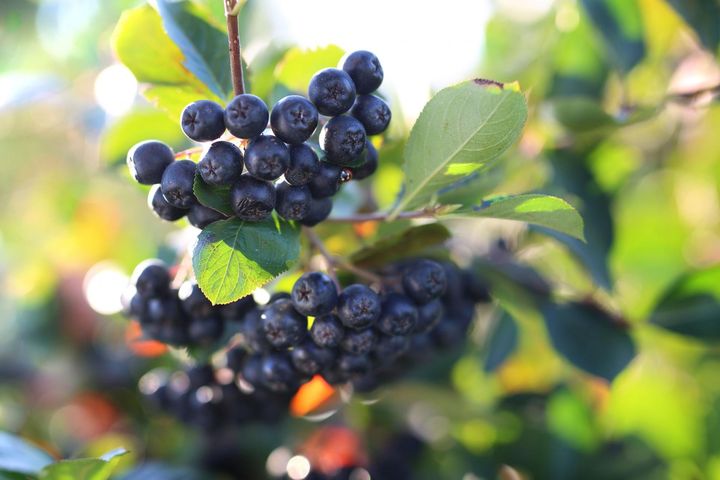 Aronia wspomaga odporność i działa przeciwnowotworowo. 