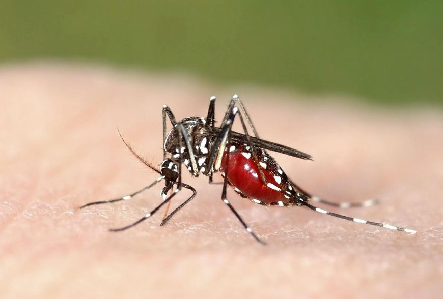 Naturalne sposoby na odstraszenie komarów