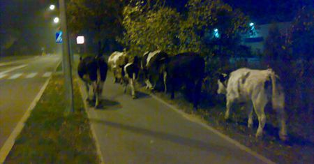 Krowy pod eskortą policji