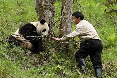 Pierwsza panda wychowana w niewoli już na wolności