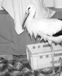 Z rannym ptakiem do schroniska dla psów?