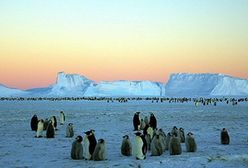 Lenin na kominie zaskoczył badaczy Antarktydy