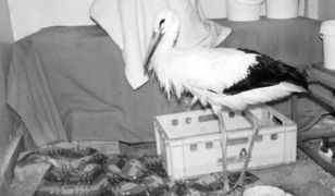 Z rannym ptakiem do schroniska dla psów?