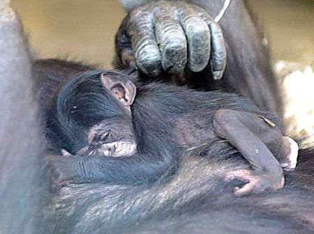 W krakowskim zoo przyszedł na świat szympansik