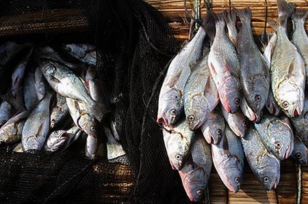 Rząd nie informuje o rakotwórczych dioksynach w bałtyckich rybach