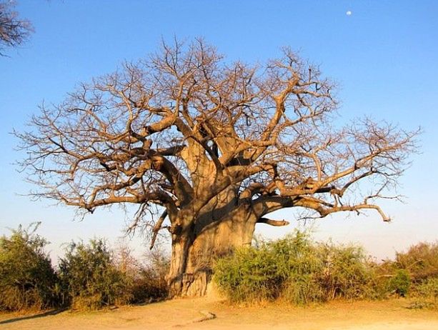 Baobab, czyli drzewo życia