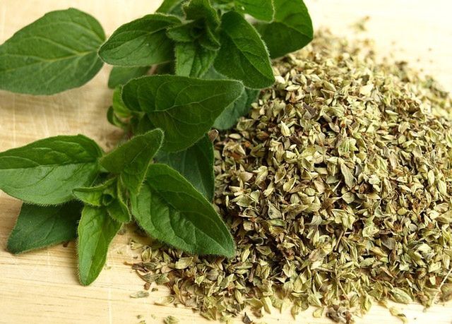 Oregano a zdrowie