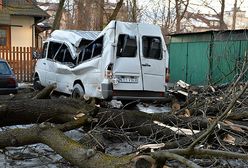 Halny powala drzewa w Zakopanem