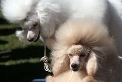 Wystawa psów w Lublinie