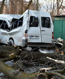 Halny powala drzewa w Zakopanem