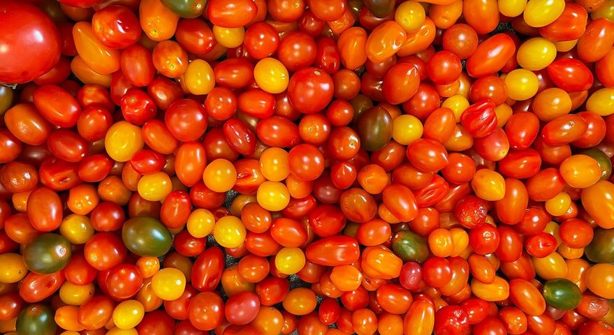 Nigdy nie wyciągaj ogonków z pomidorów. Szypułki pełnią ważną fukcję