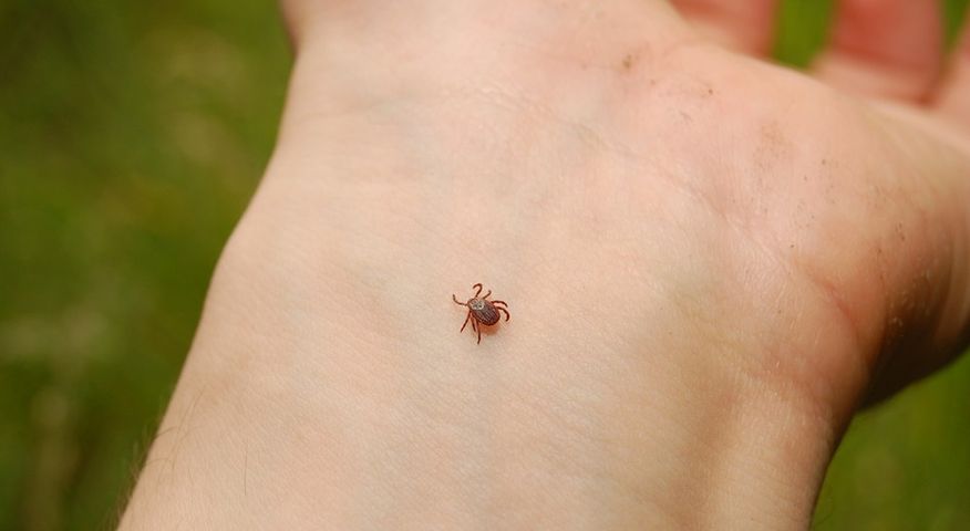 Objawy boreliozy to nie tylko zmiany skórne, ale również zmiany w narządach wewnętrznych