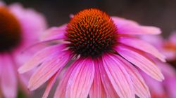 Jeżówka purpurowa - działanie, pochodzenie, zalecenia, przeciwwskazania