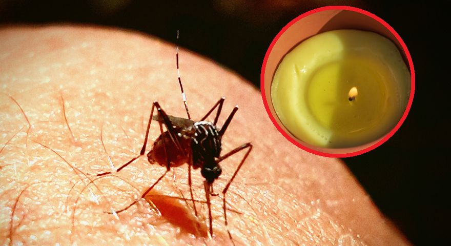Dr Williams mówi, co przyciąga do nas komary