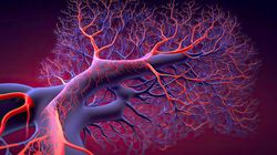 Naczynia włosowate - budowa, funkcje, rodzaje