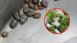 Biorę kilka gałązek i gotuję w garnku z wodą. Kleszcze wyprowadziły się już z ogródka