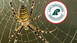 Ludzie są przerażeni. "Dawniej pająk ten w Polsce był rzadki"